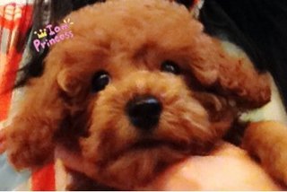 Mini Red Toy Poodle - Poodle Dog