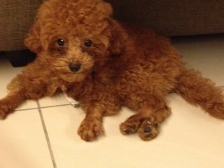 Mini Red Toy Poodle - Poodle Dog