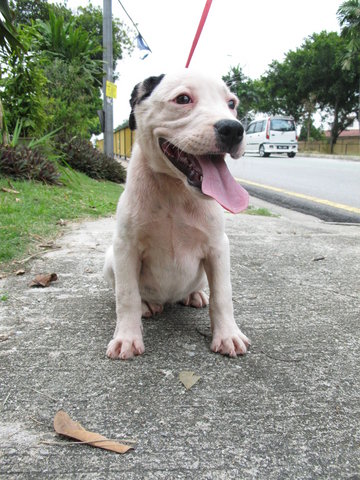 American Bully - American Staffordshire Terrier + Pit Bull Terrier Dog