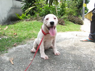 American Bully - American Staffordshire Terrier + Pit Bull Terrier Dog