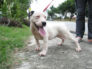 American Bully - American Staffordshire Terrier + Pit Bull Terrier Dog