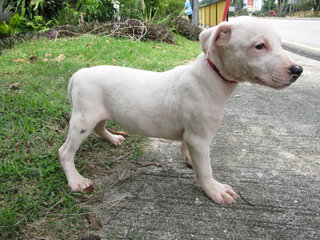 American Bully - American Staffordshire Terrier + Pit Bull Terrier Dog