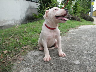 American Bully - American Staffordshire Terrier + Pit Bull Terrier Dog