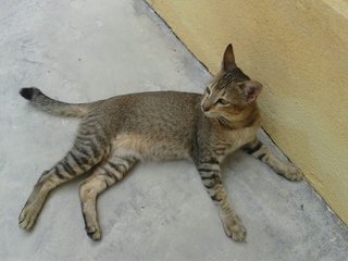 Soldier - Domestic Short Hair Cat