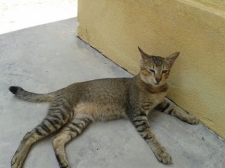 Soldier - Domestic Short Hair Cat