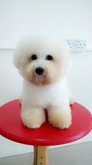 Bichon Frise(Male) - Bichon Frise Dog