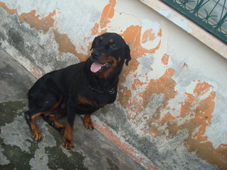 Blacky - Rottweiler Dog