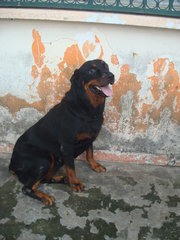 Blacky - Rottweiler Dog