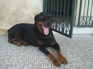 Blacky - Rottweiler Dog