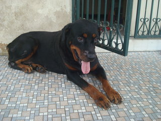 Blacky - Rottweiler Dog