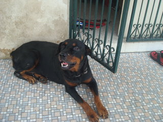 Blacky - Rottweiler Dog