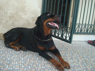 Blacky - Rottweiler Dog