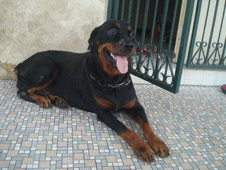 Blacky - Rottweiler Dog