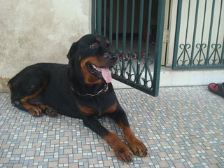 Blacky - Rottweiler Dog