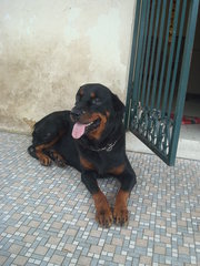 Blacky - Rottweiler Dog