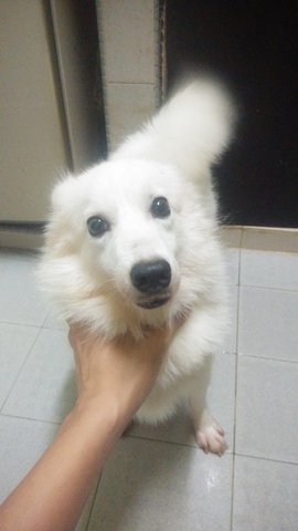 Japanese Spitz - Spitz Dog