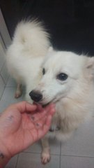 Japanese Spitz - Spitz Dog