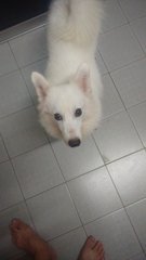 Japanese Spitz - Spitz Dog