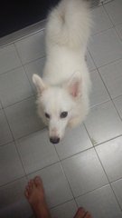 Japanese Spitz - Spitz Dog