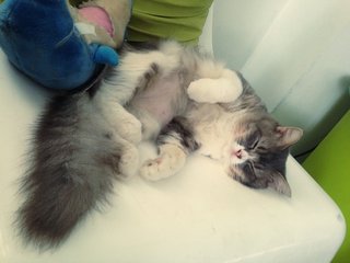 Doraemon Aka Emon - Persian + Norwegian Forest Cat Cat