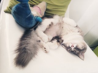 Doraemon Aka Emon - Persian + Norwegian Forest Cat Cat