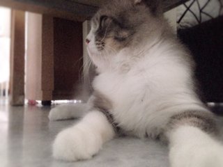 Doraemon Aka Emon - Persian + Norwegian Forest Cat Cat