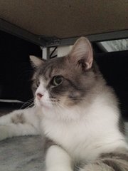 Doraemon Aka Emon - Persian + Norwegian Forest Cat Cat