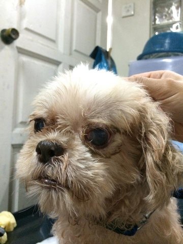 Shih Tzu Found In Bukit Indah - Shih Tzu Dog