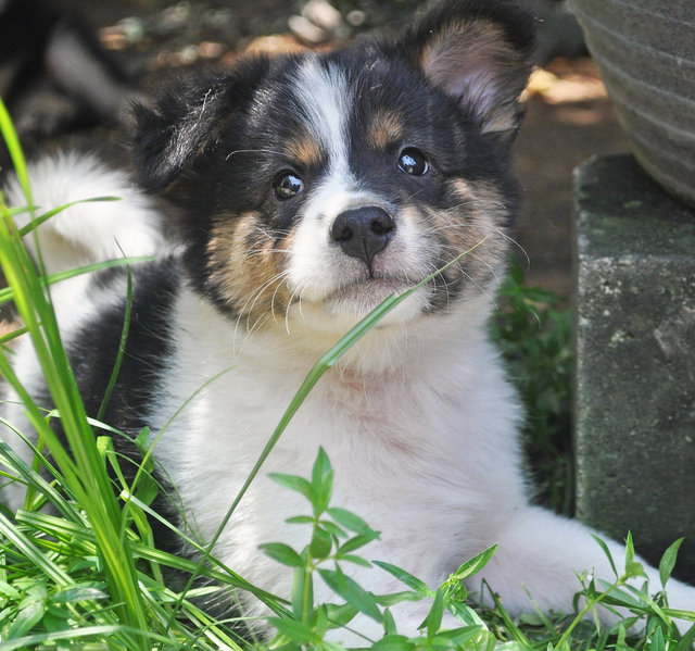 Mabel Lynn - Mixed Breed Dog