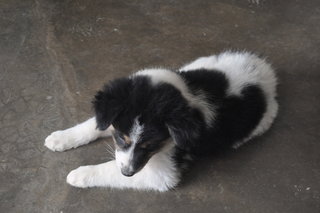 Mabel Lynn - Mixed Breed Dog