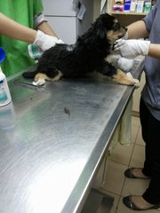 Getting my Frontline treatment (I was infested with fleas). All gone now!