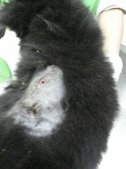 My puncture wound, they had to shave a bit of my fur. I'm healing real well!