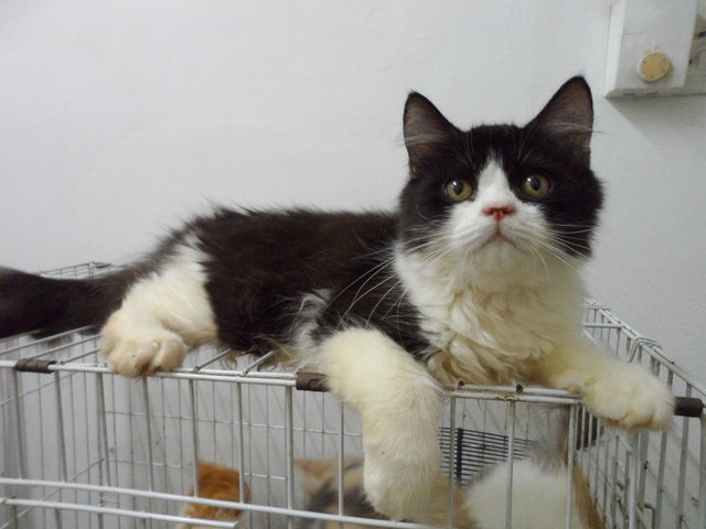 Persian Male Jazzy - Ragdoll Cat