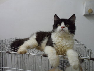 Persian Male Jazzy - Ragdoll Cat