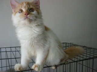 Persian Female Citrus - Persian Cat