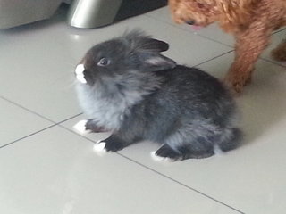 Duchess Thumperina Softpaws - Lionhead Rabbit