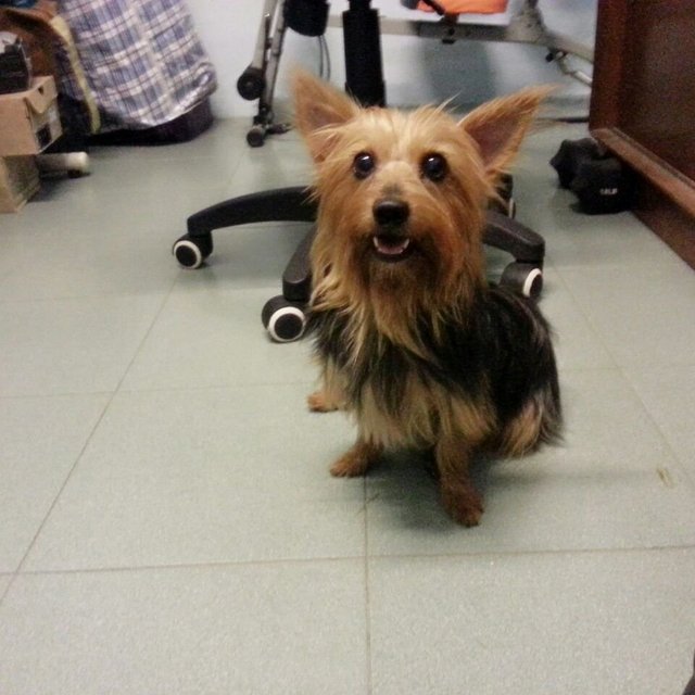 Ding Ding - Silky Terrier Dog