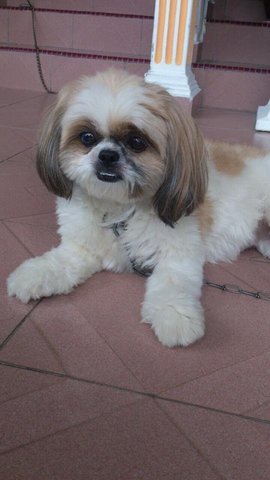 Tasha - Shih Tzu Dog