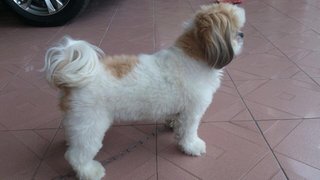 Tasha - Shih Tzu Dog