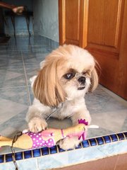 Tasha - Shih Tzu Dog