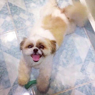 Tasha - Shih Tzu Dog