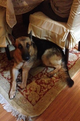 Lost German Shepherd (Britney) - German Shepherd Dog Dog