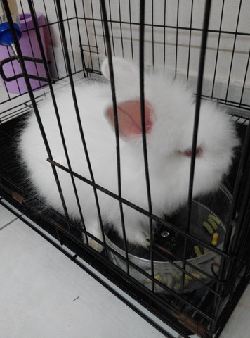 Snowy - American + Angora Rabbit Rabbit