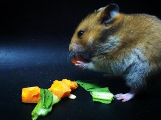 Dark Golden (Agouti)