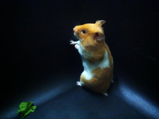 Syrian Hamster - Syrian / Golden Hamster Hamster