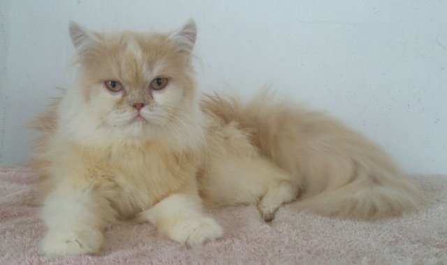 Semiflat Persian Female - Persian Cat