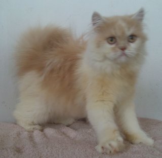 Semiflat Persian Female - Persian Cat