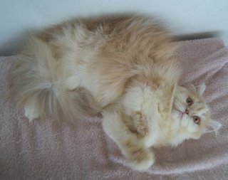 Semiflat Persian Female - Persian Cat