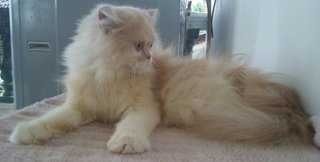 Semiflat Persian Female - Persian Cat