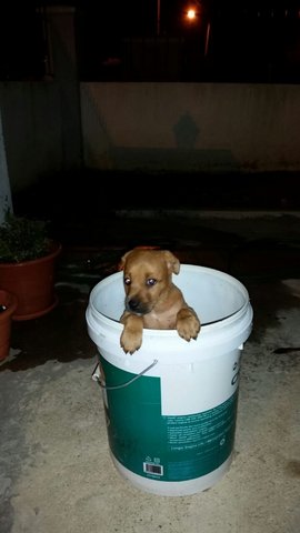 No Name Yet - Mixed Breed Dog